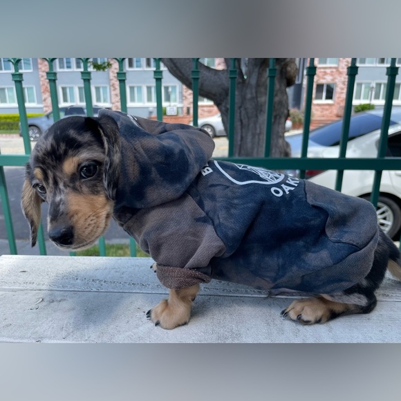 size XS Dog hoodie! Pre-owned and LOVED. - Picture 4 of 5